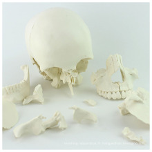 SKULL12 (12392-1) Modèle de crâne d&#39;humain adulte de sciences médicales 22parts